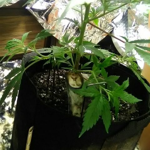 Unknown strain #1 growlog timeline photo