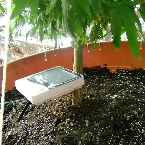 Unknown strain growlog timeline photo