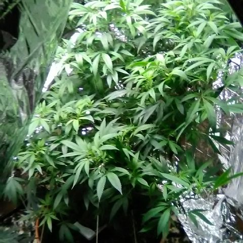 Unknown strain growlog timeline photo