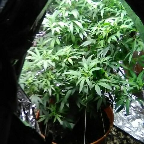 Unknown strain growlog timeline photo