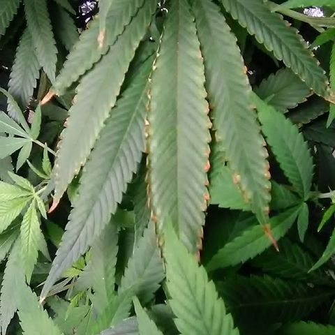 Unknown strain growlog photo: First time I used miracle grow nutrients.