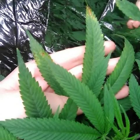 Unknown strain growlog photo: This is new, three leaves so far with it.
