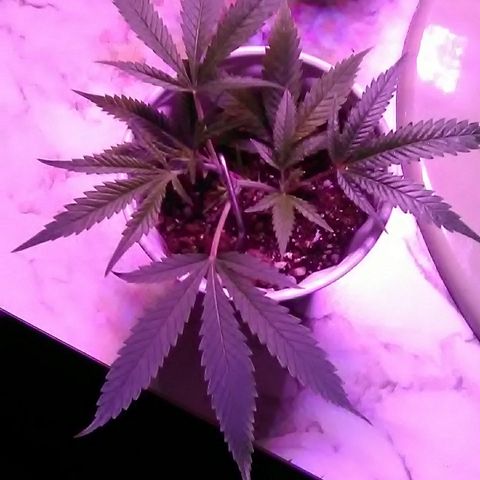 Unknown strain #4 blue pot male plant growlog timeline photo