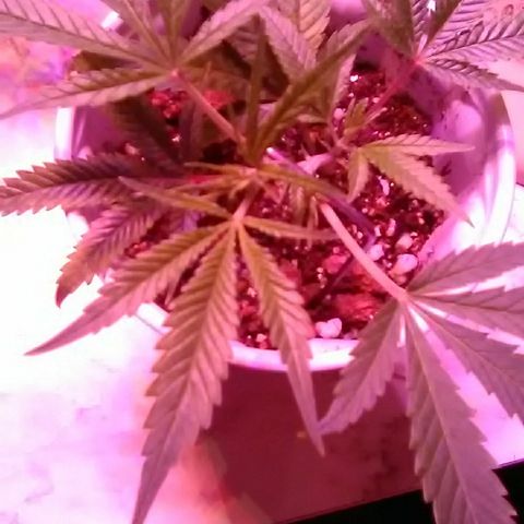 Unknown strain #4 blue pot male plant growlog timeline photo