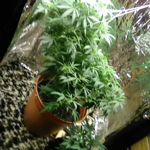 Unknown strain growlog timeline photo