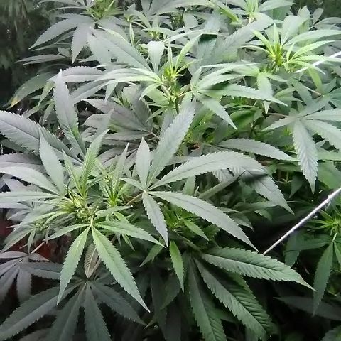 Unknown strain growlog timeline photo