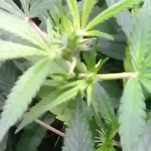 Unknown strain growlog timeline photo