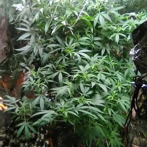 Unknown strain growlog timeline photo