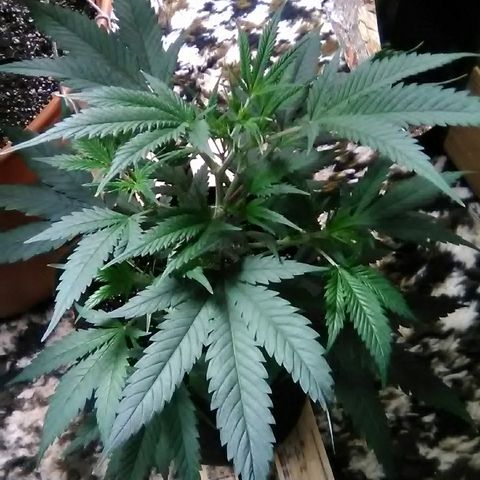 Unknown strain #1 growlog timeline photo