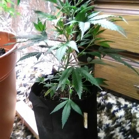Unknown strain #1 growlog timeline photo