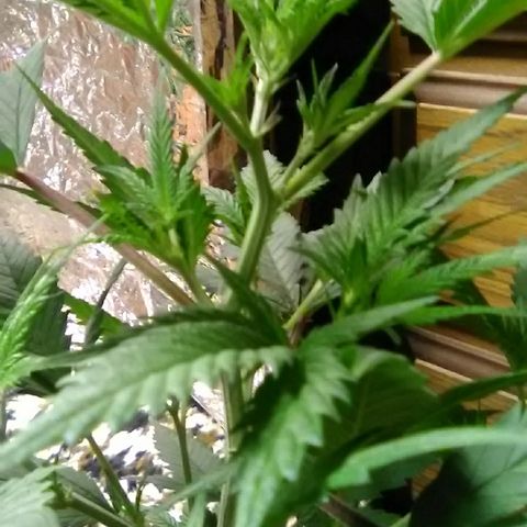 Unknown strain #1 growlog timeline photo