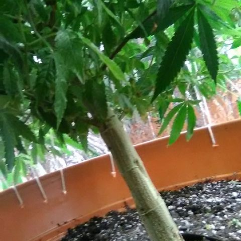 Unknown strain growlog timeline photo