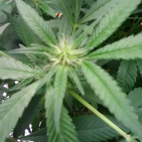 Unknown strain growlog photo: The lower bud 