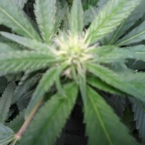 Unknown strain growlog photo: Top bud site
