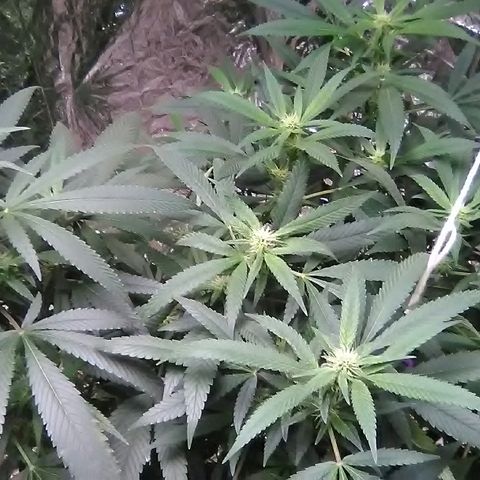 Unknown strain growlog photo: The top
