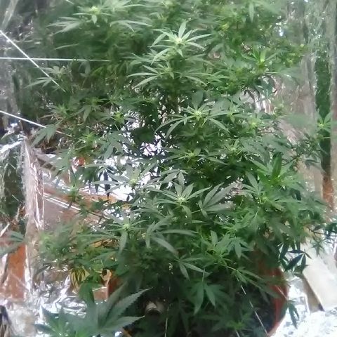 Unknown strain growlog photo: After trim