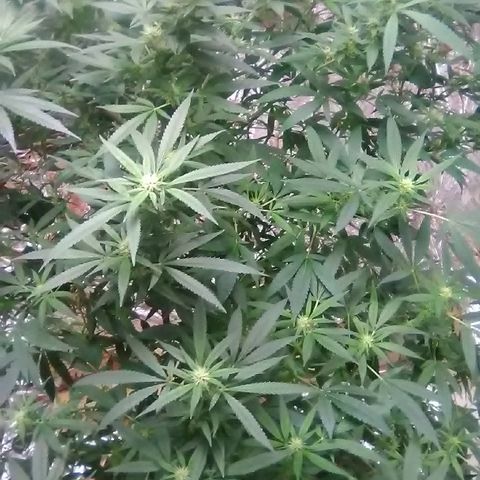 Unknown strain growlog photo: 1st day after trim