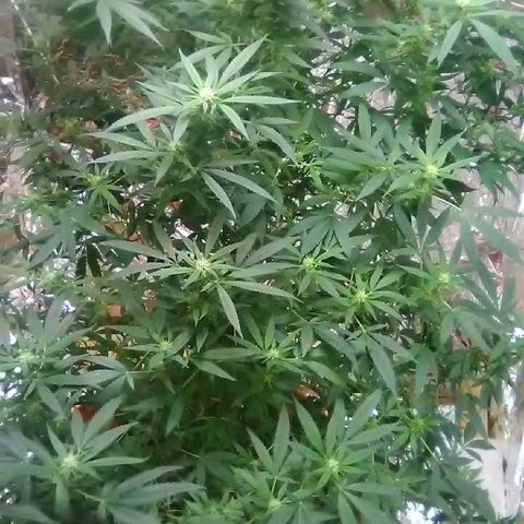 Unknown strain growlog timeline photo