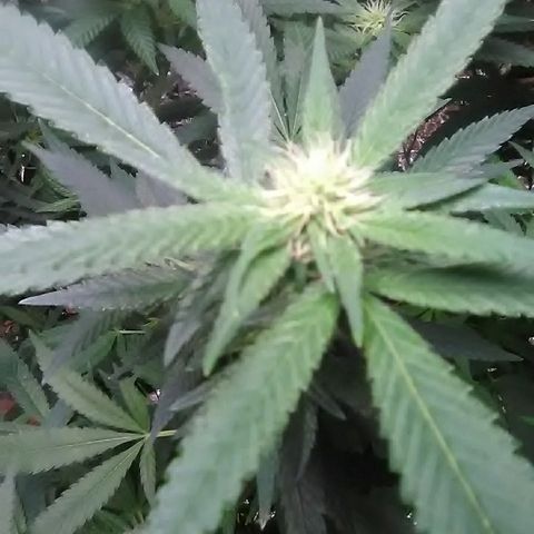 Unknown strain growlog timeline photo