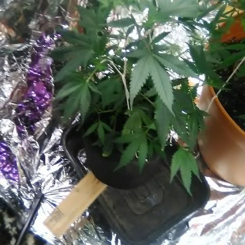 Unknown strain #1 growlog timeline photo