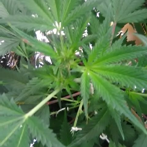 Unknown strain #1 growlog timeline photo