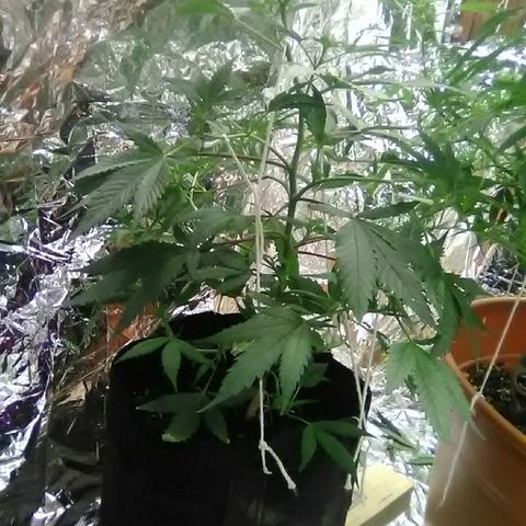 Unknown strain #1 growlog timeline photo