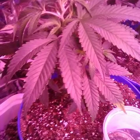 Unknown strain #4 blue pot male plant growlog photo: After transplant 