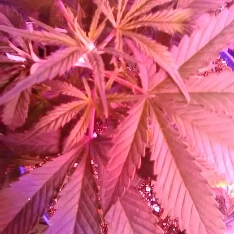 Unknown strain #4 blue pot male plant growlog timeline photo