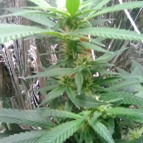 Unknown strain growlog timeline photo