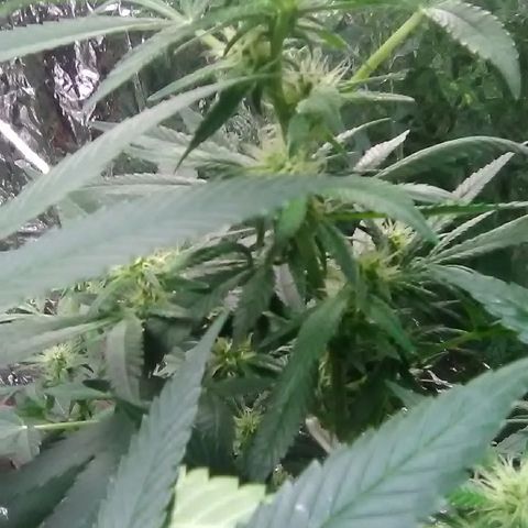 Unknown strain growlog timeline photo