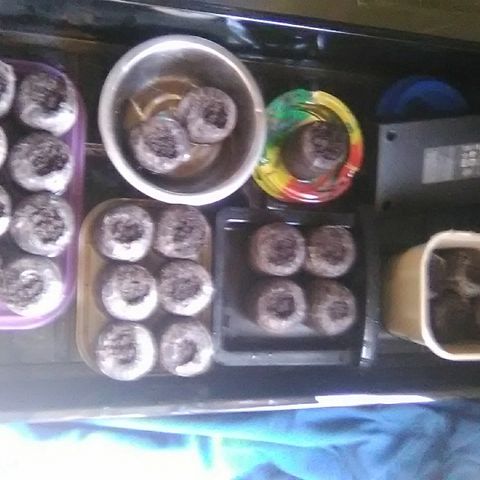 Grape growlog timeline photo