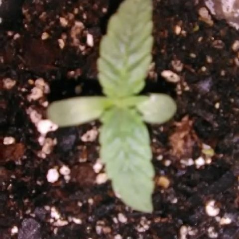 Glueberry #1 male growlog timeline photo