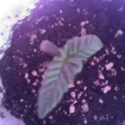 Grape growlog timeline photo