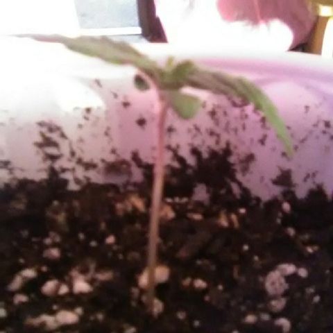 Grape growlog timeline photo