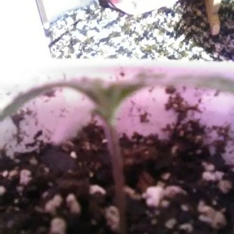 Glueberry #1 male growlog timeline photo