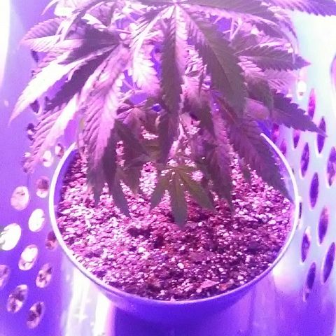 Unknown strain #4 blue pot male plant growlog timeline photo
