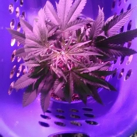 Unknown strain #4 blue pot male plant growlog timeline photo