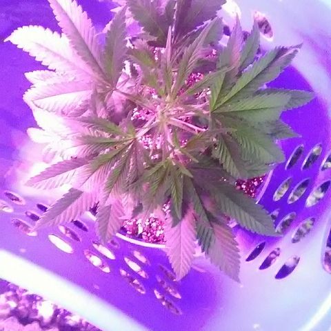 Unknown strain #4 blue pot male plant growlog timeline photo