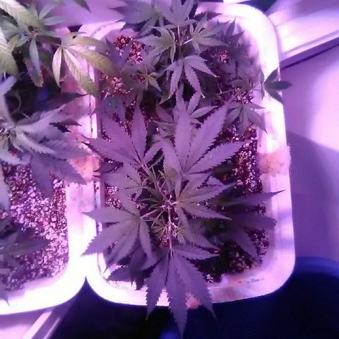 Grape growlog timeline photo