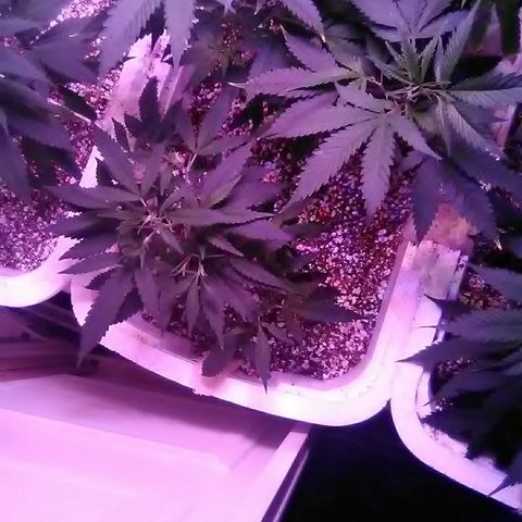 Grape growlog timeline photo