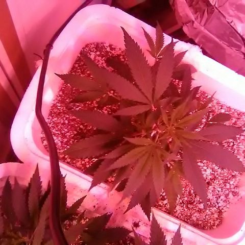 Grape growlog timeline photo