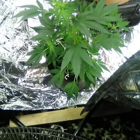 Unknown strain #1 growlog timeline photo