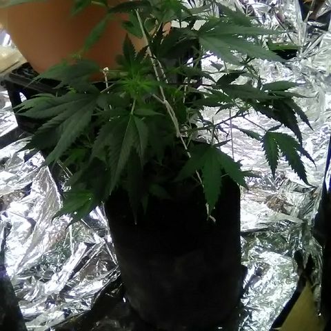 Unknown strain #1 growlog timeline photo