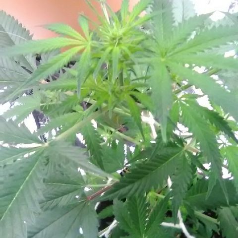 Unknown strain #1 growlog timeline photo