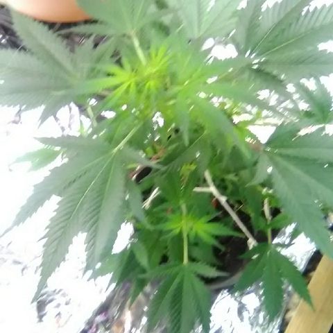 Unknown strain #1 growlog timeline photo