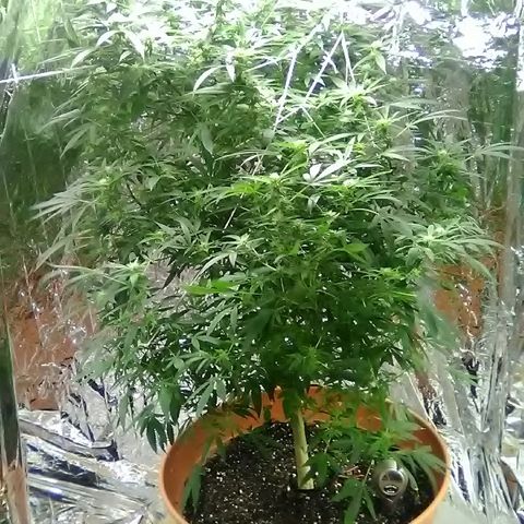 Unknown strain growlog timeline photo