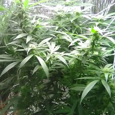 Unknown strain growlog timeline photo