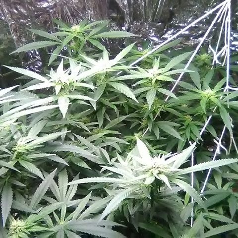 Unknown strain growlog timeline photo