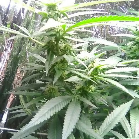 Unknown strain growlog timeline photo