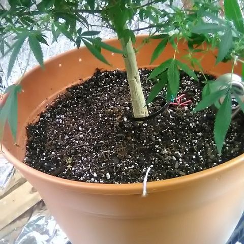 Unknown strain growlog timeline photo